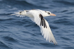 Red-Billed Tropicbird photo 4