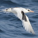 Arabian Tropicbird - Photo (c) harshithjv, some rights reserved (CC BY-NC), uploaded by harshithjv