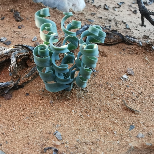 Albuca concordiana