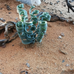 Albuca concordiana