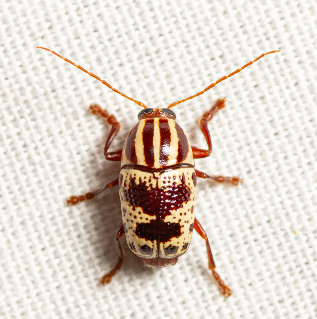 Bi-blotched Cryptocephalus