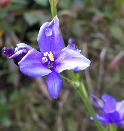 Aristea ecklonii, photograph 2