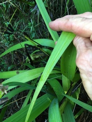 Jenny Christianson, CC0, iNaturalist via GBIF Aristea ecklonii, photograph Jenny Christianson, CC0, iNaturalist via GBIF