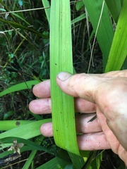 Jenny Christianson, CC0, iNaturalist via GBIF Aristea ecklonii, photograph Jenny Christianson, CC0, iNaturalist via GBIF