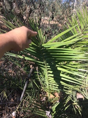 Phoenix canariensis