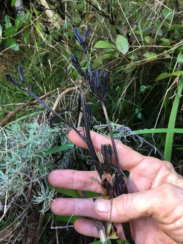 Aristea ecklonii, photograph 5