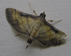 Spilomelini