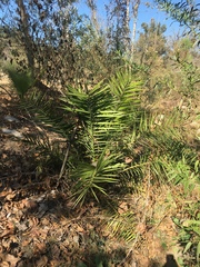 Phoenix canariensis