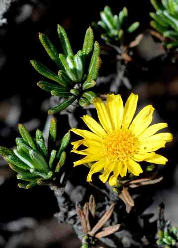 Gland Mapdaisy (Arrowsmithia glandulosa)