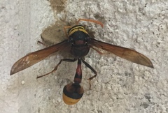 Delta pyriforme pyriforme