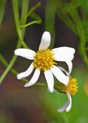 Afroaster ananthocladus