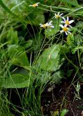 Afroaster ananthocladus