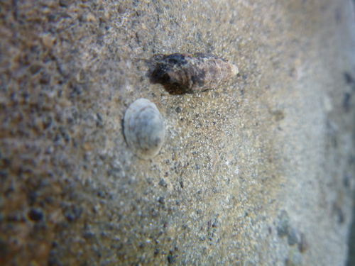 Notoacmea rapida