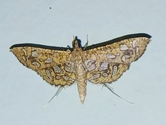Nausinoe geometralis