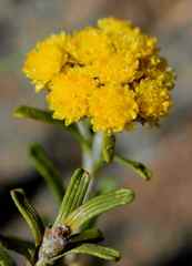 Helichrysum trilineatum