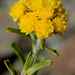 Helichrysum trilineatum - Photo (c) Ansell Matcher, algunos derechos reservados (CC BY-NC), subido por Ansell Matcher