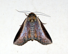 Lophoptera
