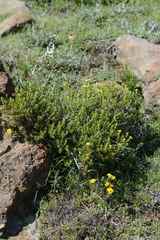 Helichrysum trilineatum