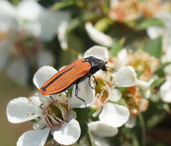 Castiarina erythroptera