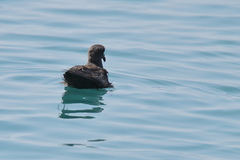 Hydrobates monorhis