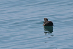 Hydrobates monorhis