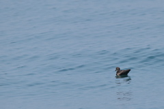 Hydrobates monorhis