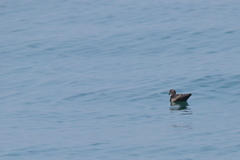 Hydrobates monorhis