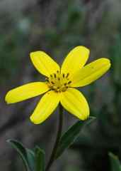 Osteospermum thodei