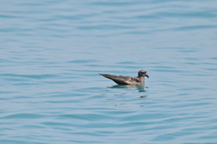 Hydrobates monorhis