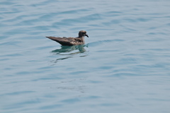 Hydrobates monorhis