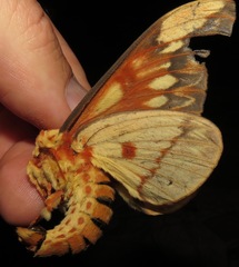 Citheronia brissotii