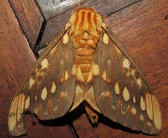 Citheronia brissotii