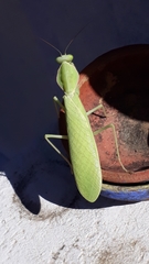 Rhombomantis tectiformis