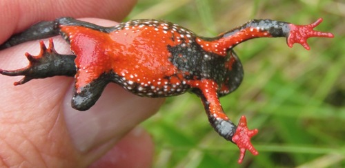Maldonada redbelly toad