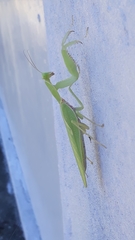 Rhombomantis tectiformis