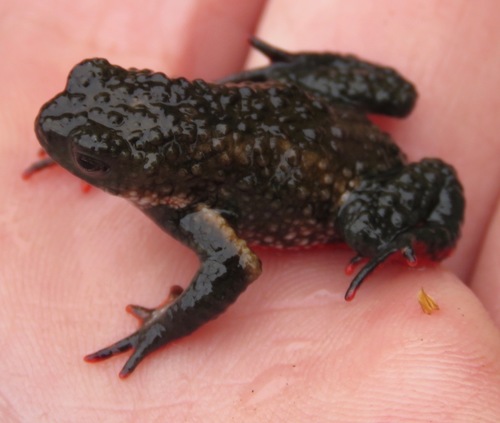 Maldonada redbelly toad