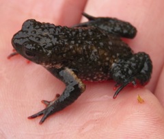 Melanophryniscus moreirae