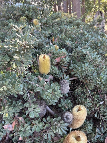 Banksia media R.Br.