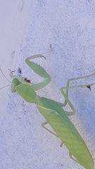 Rhombomantis tectiformis