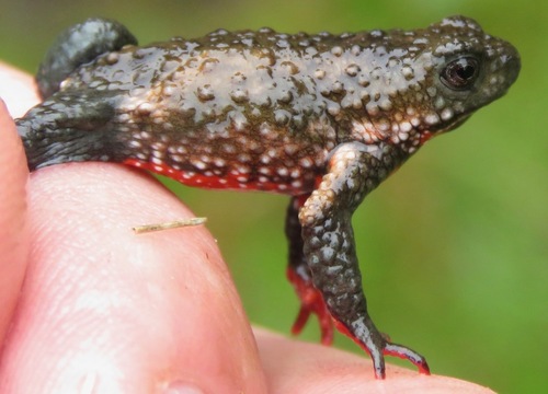 Maldonada redbelly toad