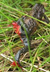 Melanophryniscus moreirae