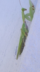 Rhombomantis tectiformis