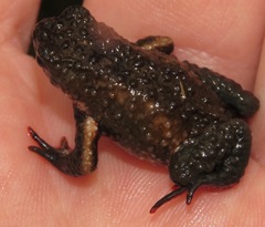 Melanophryniscus moreirae