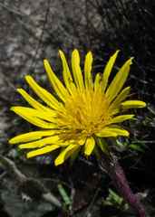 Berkheya rhapontica