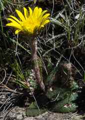 Berkheya rhapontica