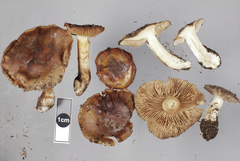 Cortinarius dulcamarus