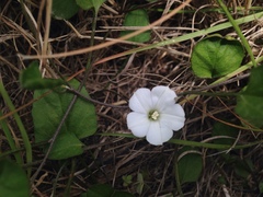 Convolvulus waitaha