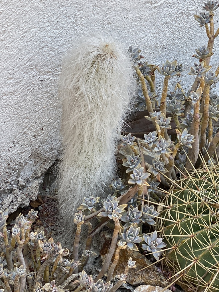 Old Man Cactus In May 2023 By Antonio Vega P Ez INaturalist   Large 