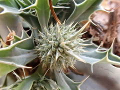 Eryngium ilicifolium image