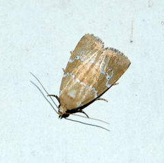 Eustrotiinae